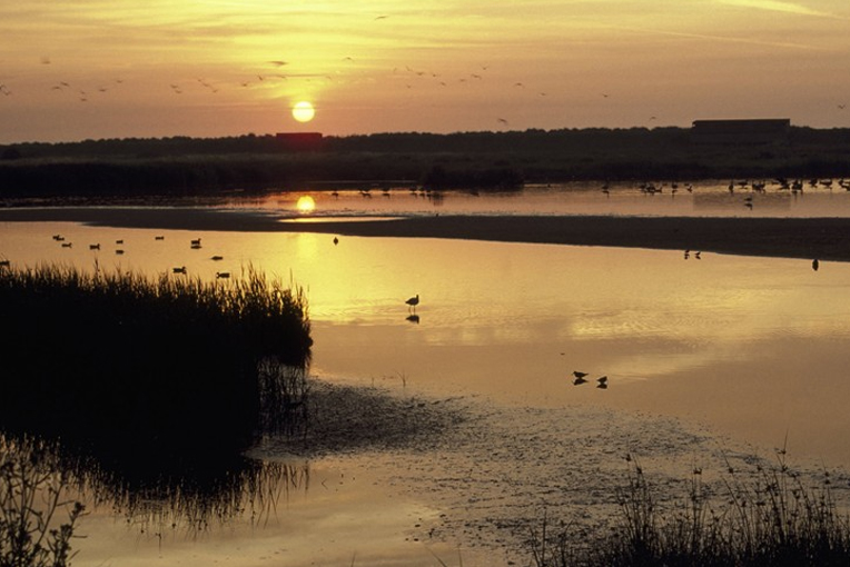 minsmere